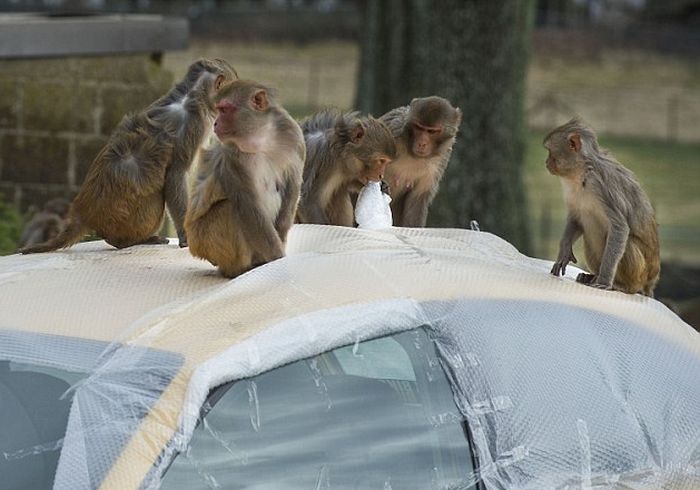 Bubble Wrap Will Save You From Monkeys (4 pics)