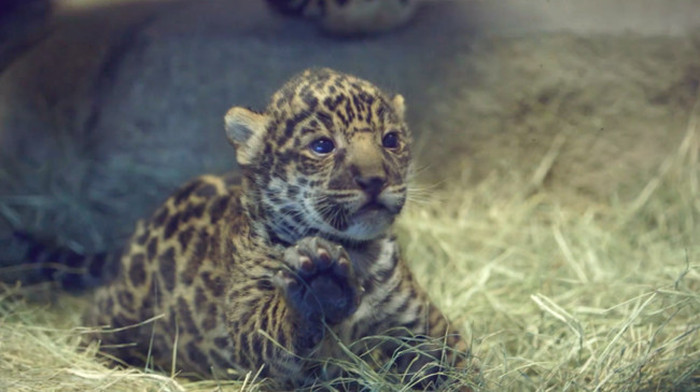 The San Diego Zoo Gets A New Baby Jaguar (8 pics)