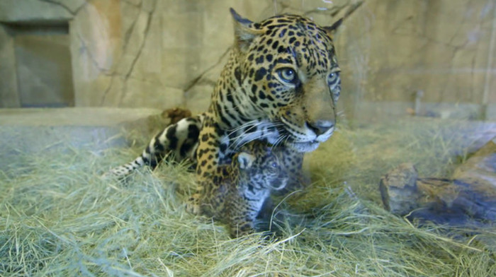 The San Diego Zoo Gets A New Baby Jaguar (8 pics)