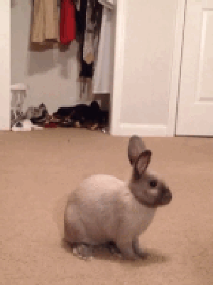 Animated GIFs That Truly Capture The Spirit Of Easter (19 gifs)