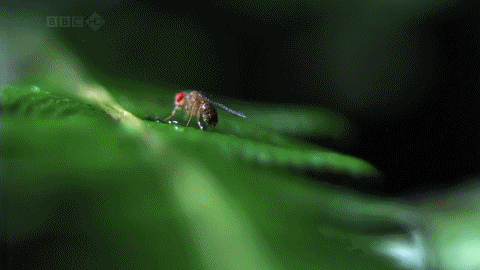 12 GIFs That Feature Freaky Displays Of Nature (12 gifs)