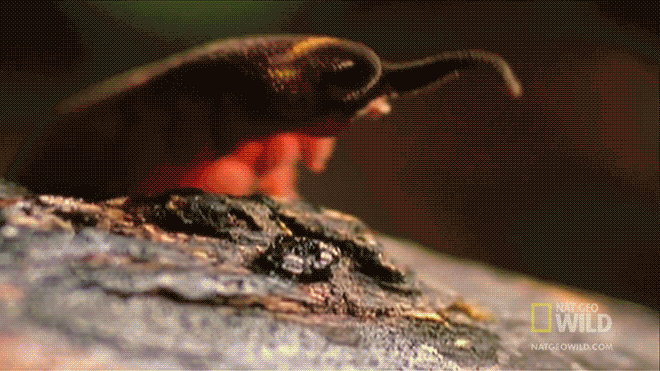 12 GIFs That Feature Freaky Displays Of Nature (12 gifs)