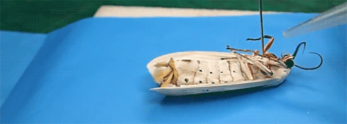 12 GIFs That Feature Freaky Displays Of Nature (12 gifs)