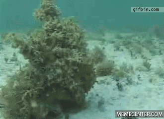 12 GIFs That Feature Freaky Displays Of Nature (12 gifs)