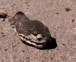 12 GIFs That Feature Freaky Displays Of Nature (12 gifs)
