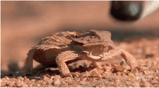 12 GIFs That Feature Freaky Displays Of Nature (12 gifs)