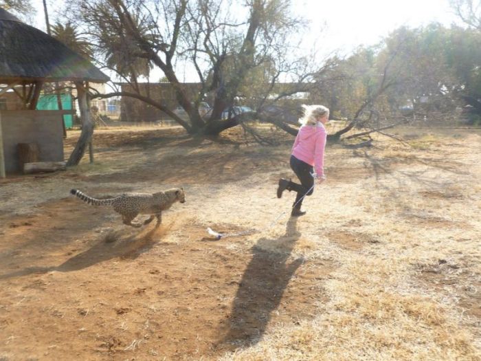 This Girl Is A Real Life Cheetah Whisperer (10 pics)