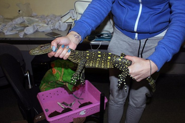 This Woman Had A Zoo In Her Suitcase (10 pics)
