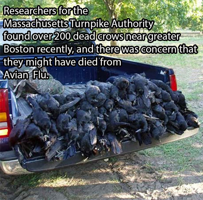 The Real Reason Why Crows Get Hit By Trucks (7 pics)