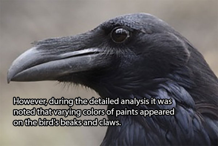 The Real Reason Why Crows Get Hit By Trucks (7 pics)