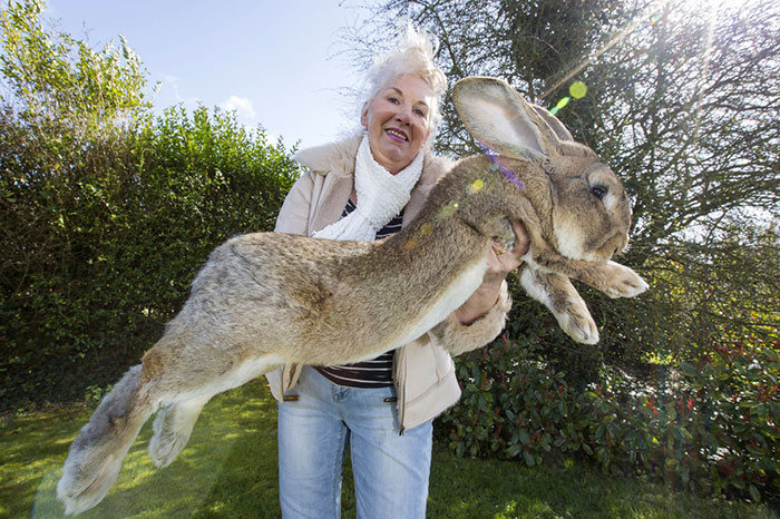 Meet Darius The World's Biggest Bunny (6 pics)