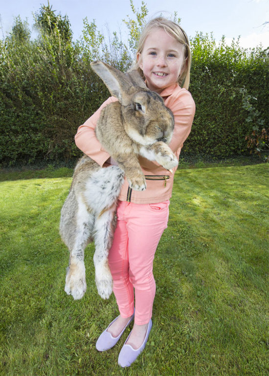 Meet Darius The World's Biggest Bunny (6 pics)