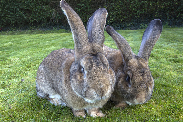 Meet Darius The World's Biggest Bunny (6 pics)