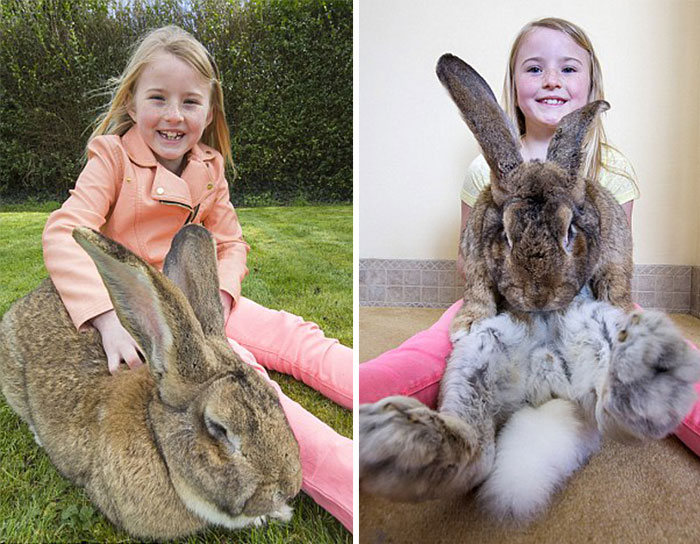 Meet Darius The World's Biggest Bunny (6 pics)