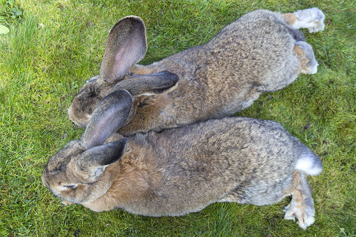 Meet Darius The World's Biggest Bunny (6 pics)