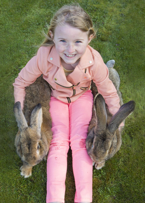 Meet Darius The World's Biggest Bunny (6 pics)