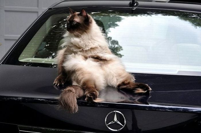 Acid Picdump (91 pics)