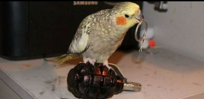 Acid Picdump (91 pics)