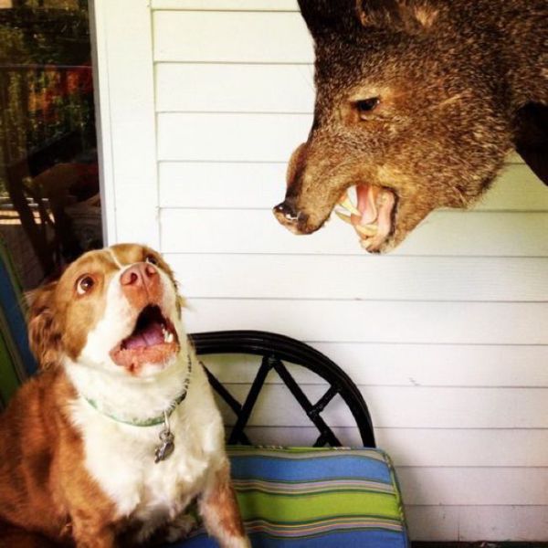 Acid Picdump (91 pics)