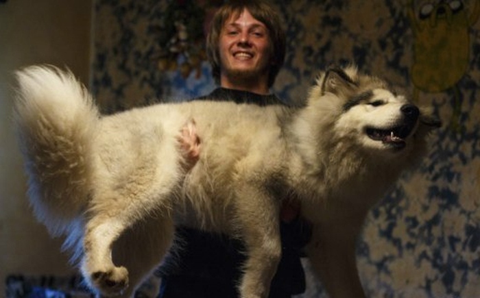 Alaskan Malamute Grows Up To Be A Massive Animal (4 pics)