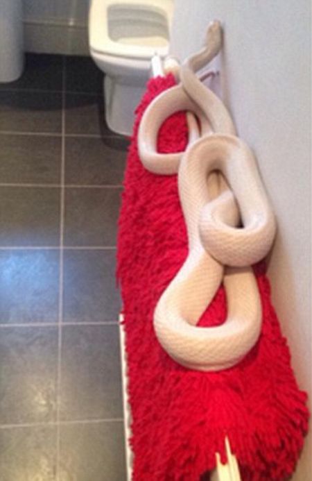 Teenage Girl Discovers Giant Albino Snake In Her Bathroom (3 pics)