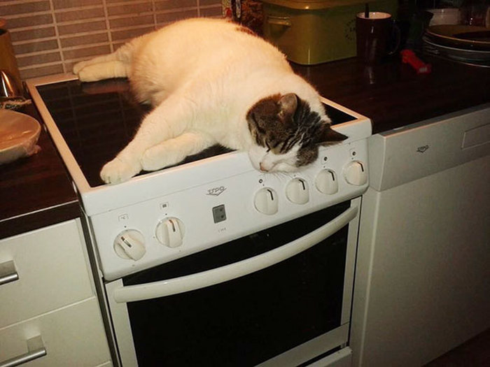 Animals That Are Addicted To Warmth (33 pics)
