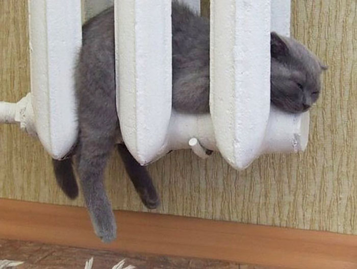 Animals That Are Addicted To Warmth (33 pics)