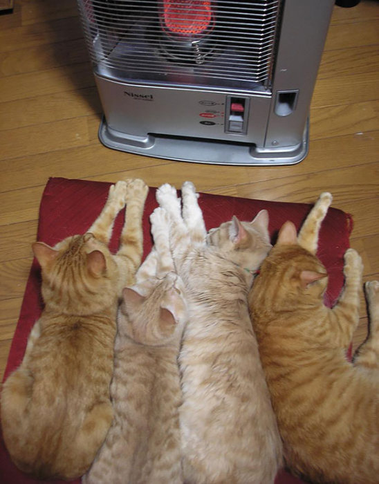 Animals That Are Addicted To Warmth (33 pics)