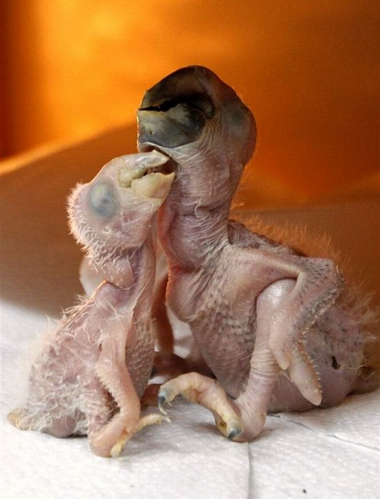 Acid Picdump (98 pics)
