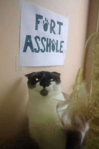 Acid Picdump (98 pics)
