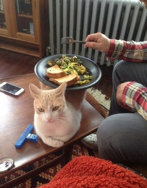 Acid Picdump (98 pics)