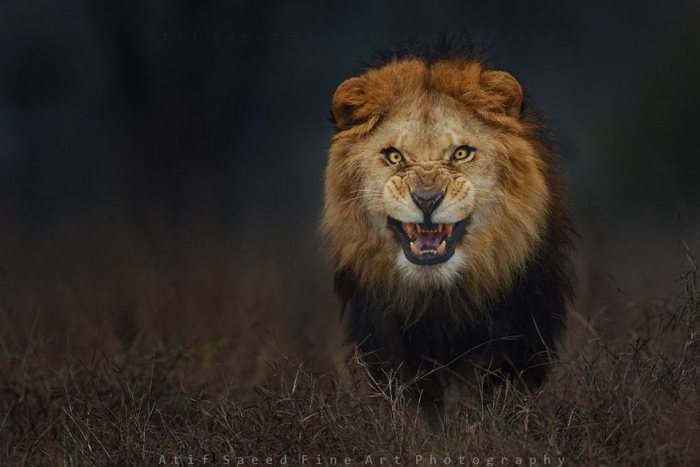 Photographer Almost Gets Attacked By A Lion While Taking A Picture (2 pics)