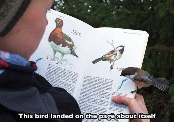 Funny Coincidences (53 pics)