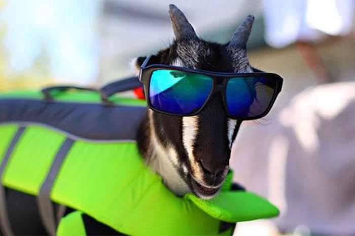 This Goat Has The Life That Every Man Dreams Of (11 pics)
