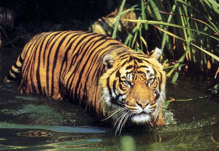 Fun And Fascinating Facts About Tigers (22 pics)