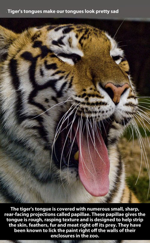 Fun And Fascinating Facts About Tigers 22 Pics