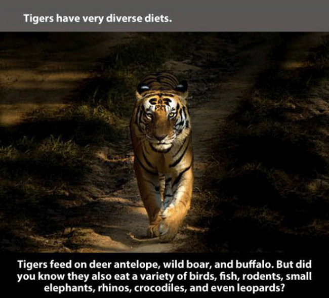Fun And Fascinating Facts About Tigers (22 pics)