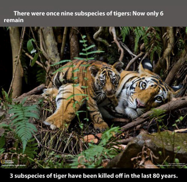 Fun And Fascinating Facts About Tigers (22 pics)