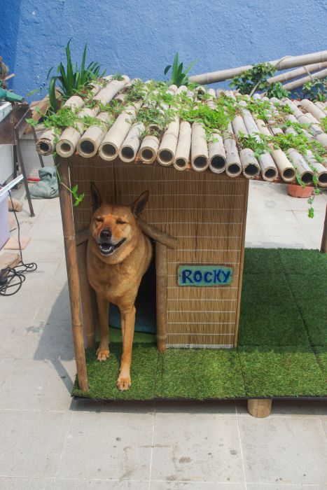 The Perfect Dog House For A Tropical Environment (11 pics)