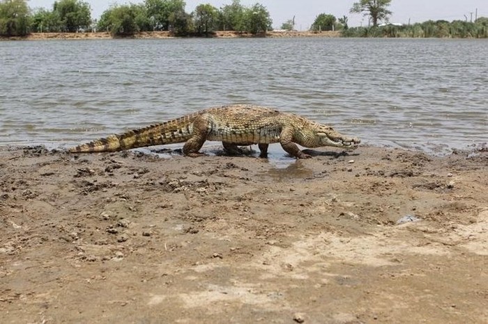 Humans Live Side By Side With Crocodiles In This African Village (6 pics)