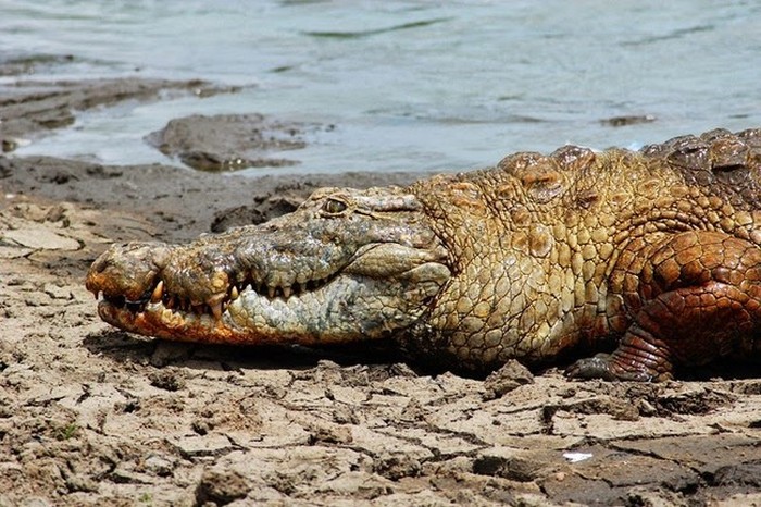 Humans Live Side By Side With Crocodiles In This African Village (6 pics)