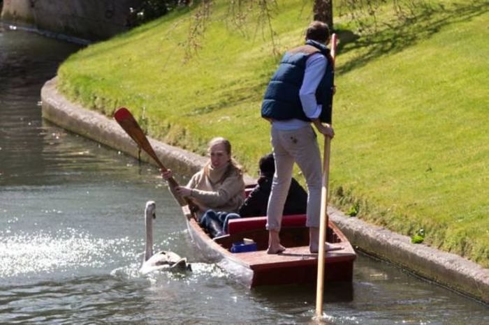 Meet The Mean Swan That Terrorizes People At The Cambridge River (28 pics)