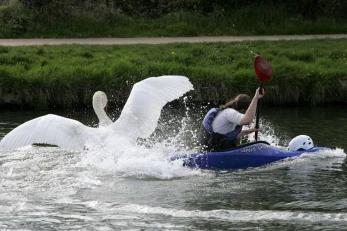 Meet The Mean Swan That Terrorizes People At The Cambridge River (28 pics)