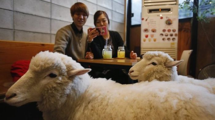 Crazy Cafes Made For Animal Lovers (12 pics)