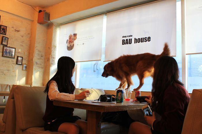 Crazy Cafes Made For Animal Lovers (12 pics)
