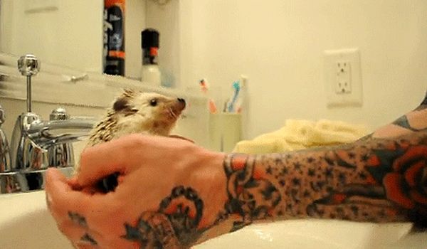 The 15 Best Hedgehog GIFs This World Has To Offer (15 gifs)