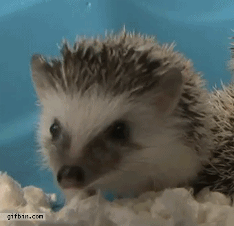 The 15 Best Hedgehog GIFs This World Has To Offer (15 gifs)