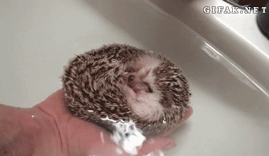 The 15 Best Hedgehog GIFs This World Has To Offer (15 gifs)