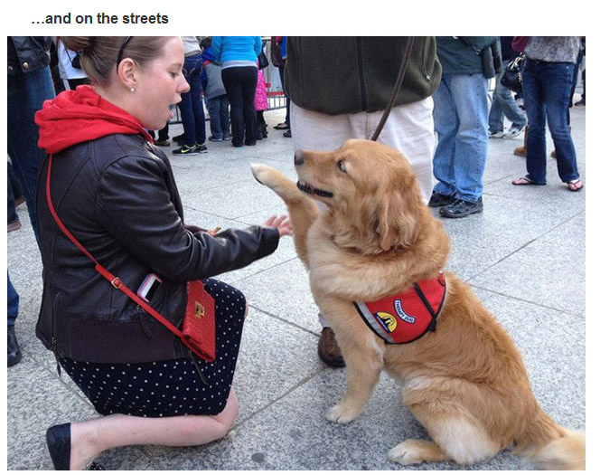 Therapy Dogs (29 pics)