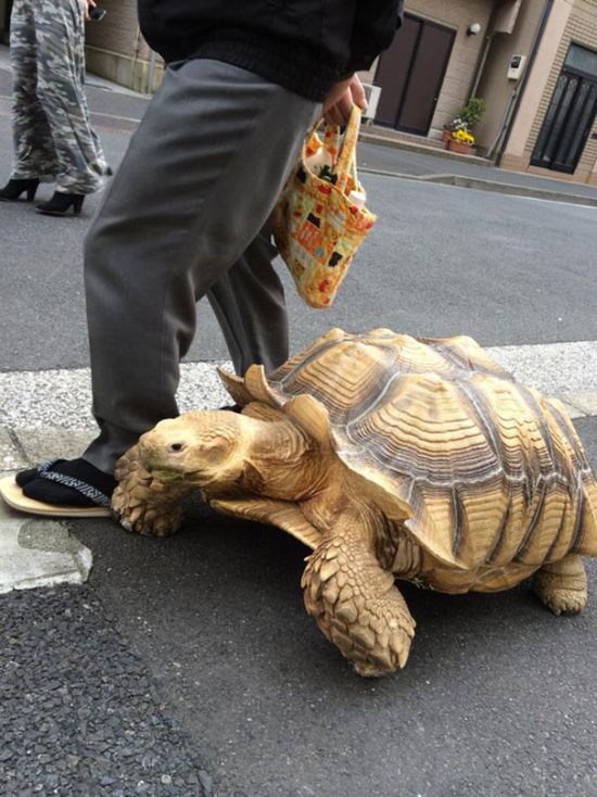 This Man Takes His Giant Pet Tortoise For Walks Around Tokyo (4 pics)